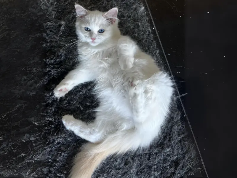 Cream bicolor ragdolls