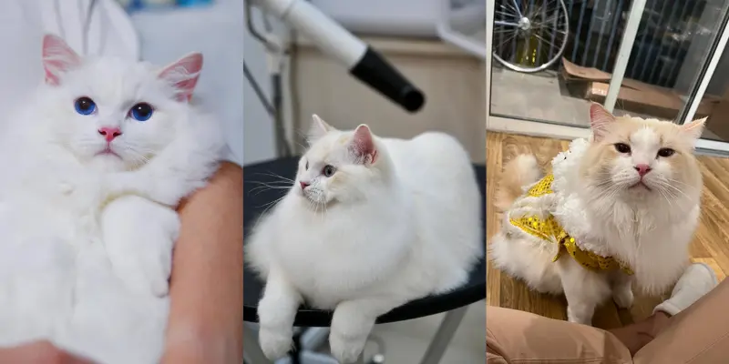 Color changes in a cream bicolor ragdoll
