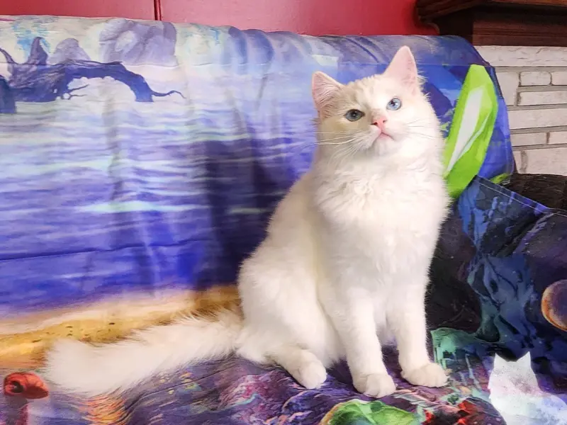 Cream ragdoll bicolor