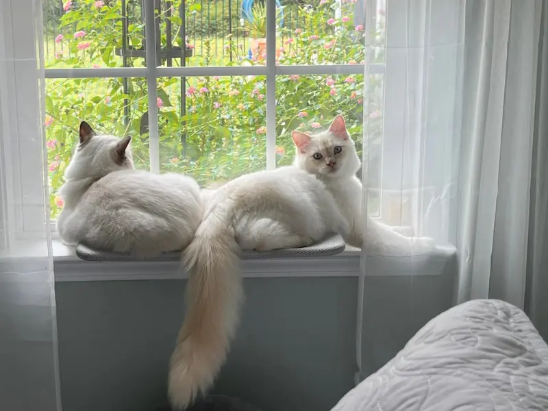 Blue Cream Ragdolls