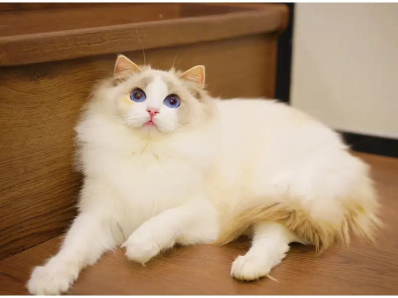 Cream blue ragdoll cat