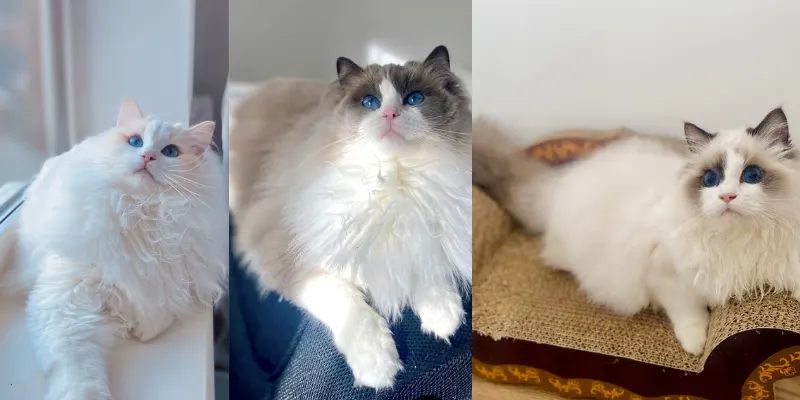 Cream Chocolate And Seal Ragdolls cream vs other ragdoll colors