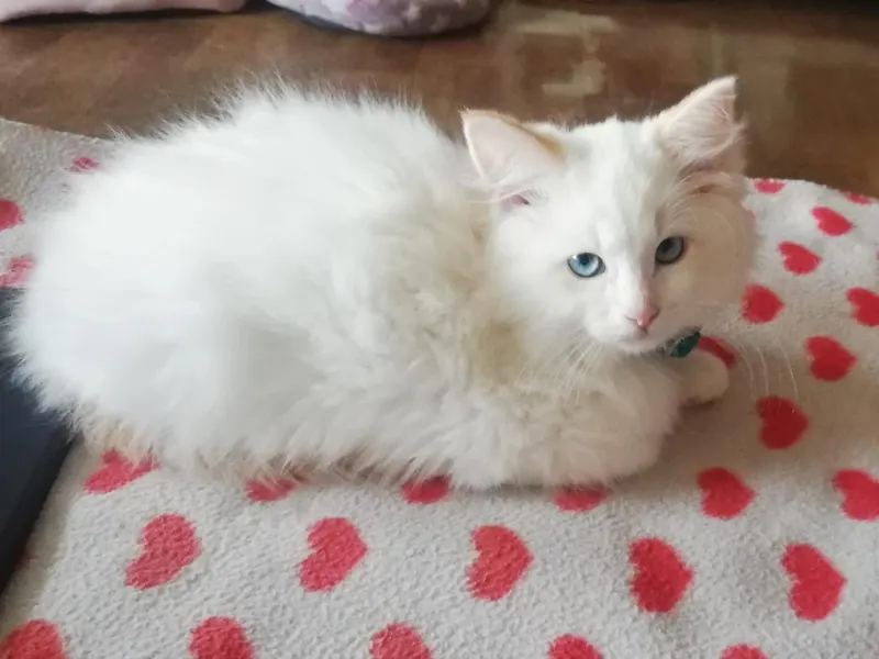 Cream Colorpoint Ragdoll Care Cream colorpoint ragdoll kitten