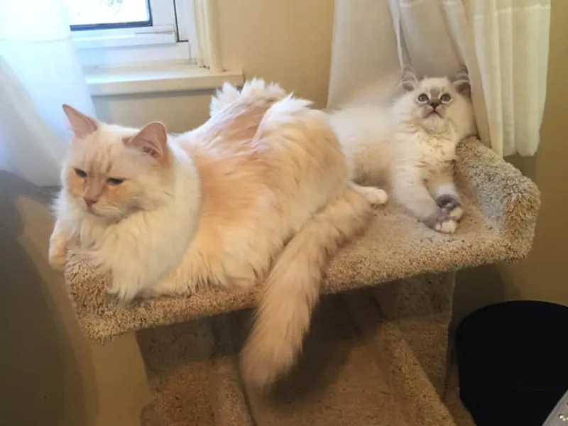 Cream Colorpoint Ragdoll Cat Cream colorpoint ragdolls