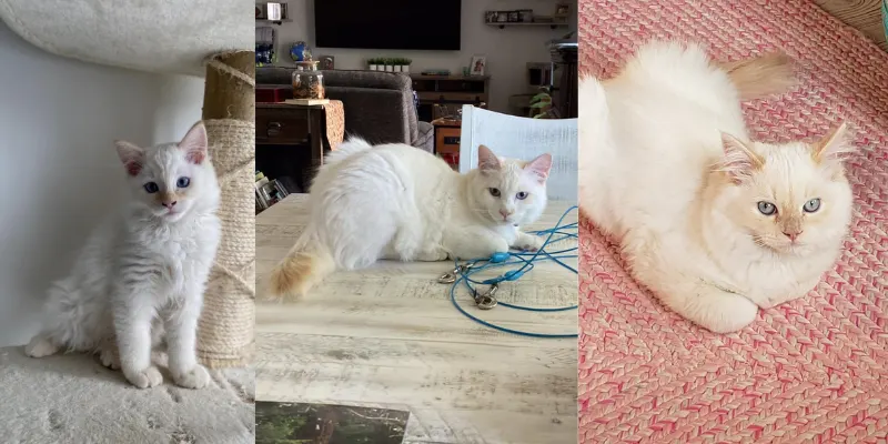 Cream Colorpoint Ragdoll Kitten Growth Changes Cream Colorpoint growth stages
