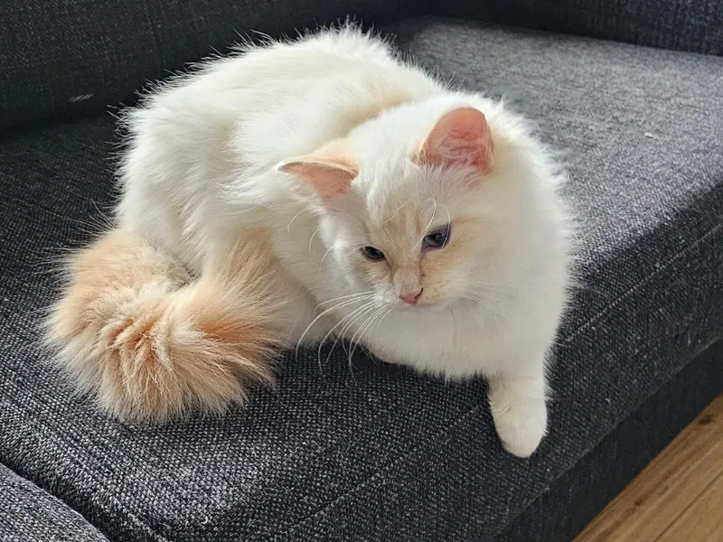 Cream ragdoll colorpoint