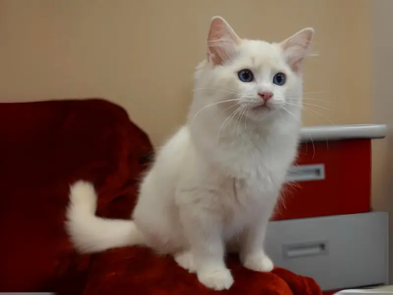 Lynx cream bicolor ragdoll