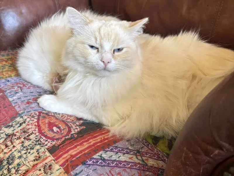 Cream Lynx Ragdoll Cat