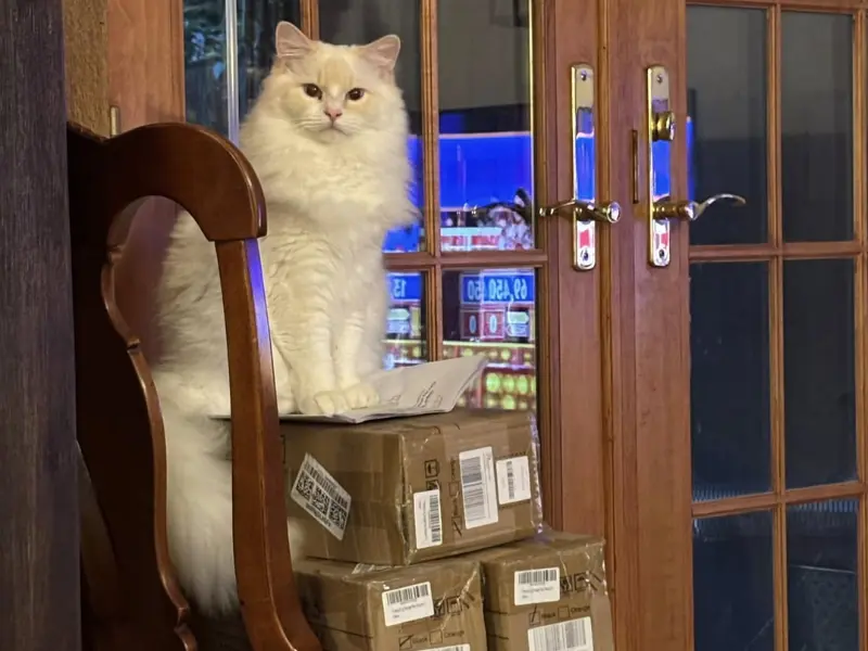 care of cream lynx ragdoll