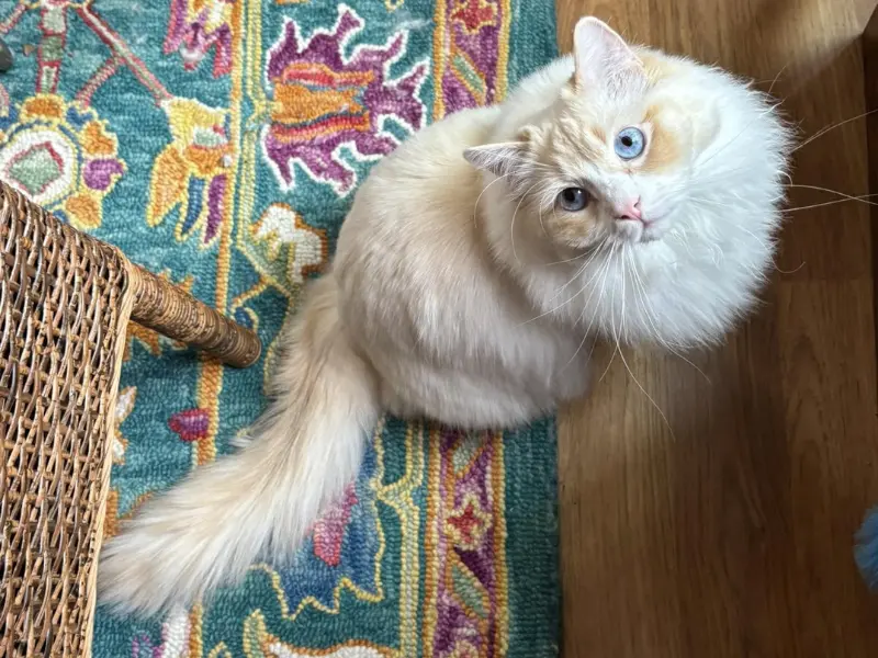 Appearance of cream lynx ragdoll