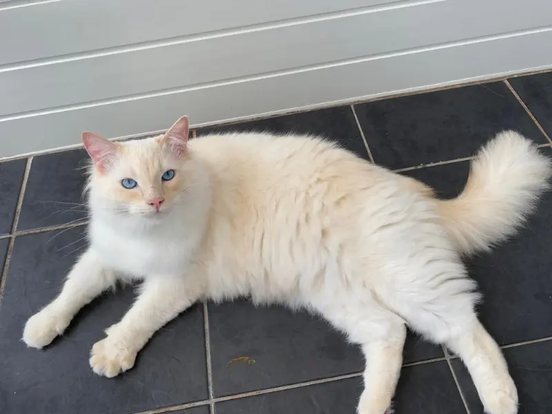 Cream ragdoll lynx