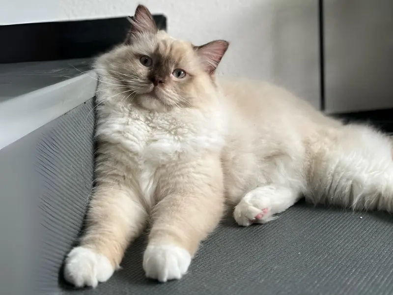 Cream Mink Ragdoll Cat Cream mink Ragdoll Cats