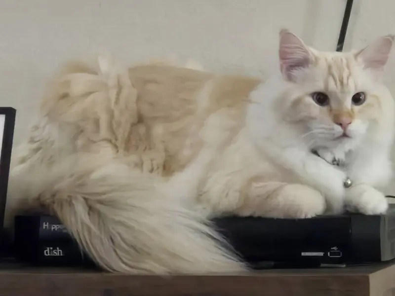 Cream Mink Ragdoll Looks Appearance of cream mink ragdoll