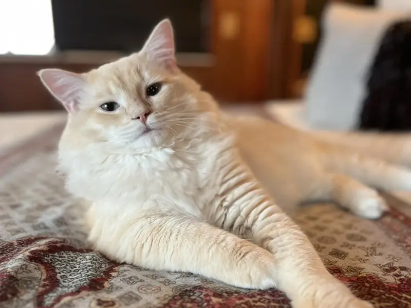 Cream ragdoll mink