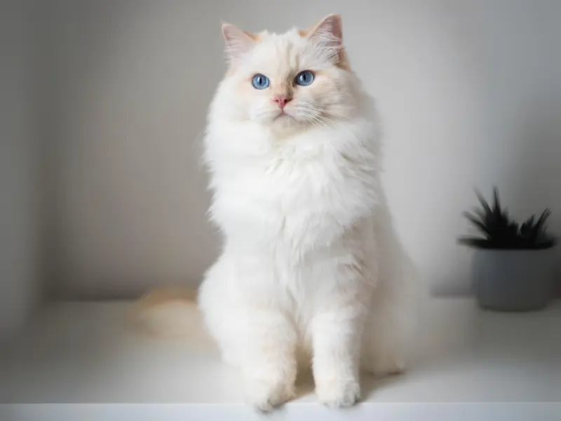 Cream Mitted Ragdoll