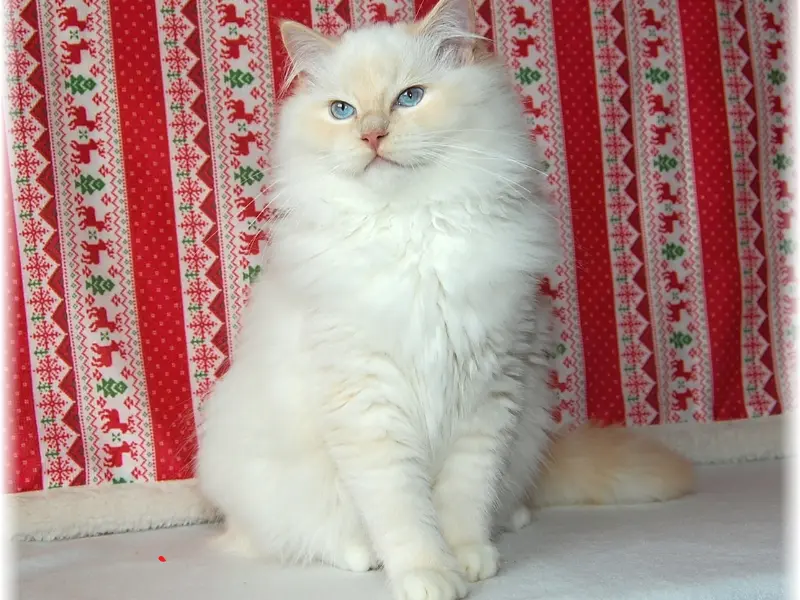 Cream Mitted Ragdoll Looks Cream mitted ragdoll cat