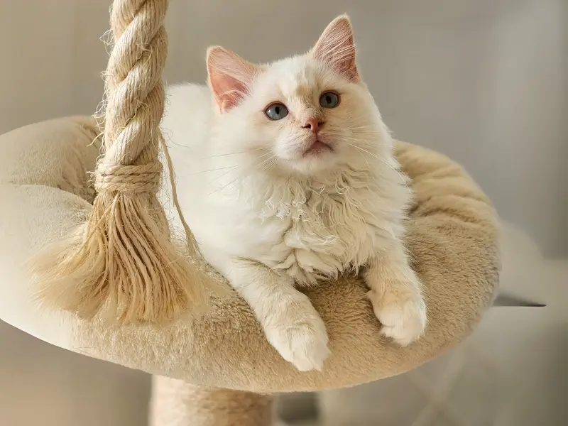 Cream ragdoll mitted