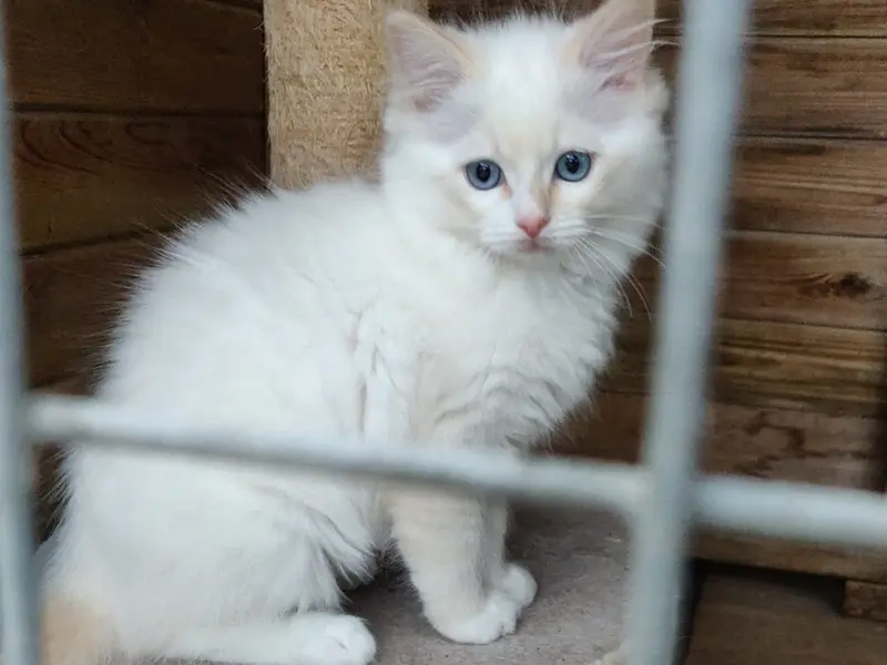 Cream Mitted Ragdolls Cream mitted point Ragdoll