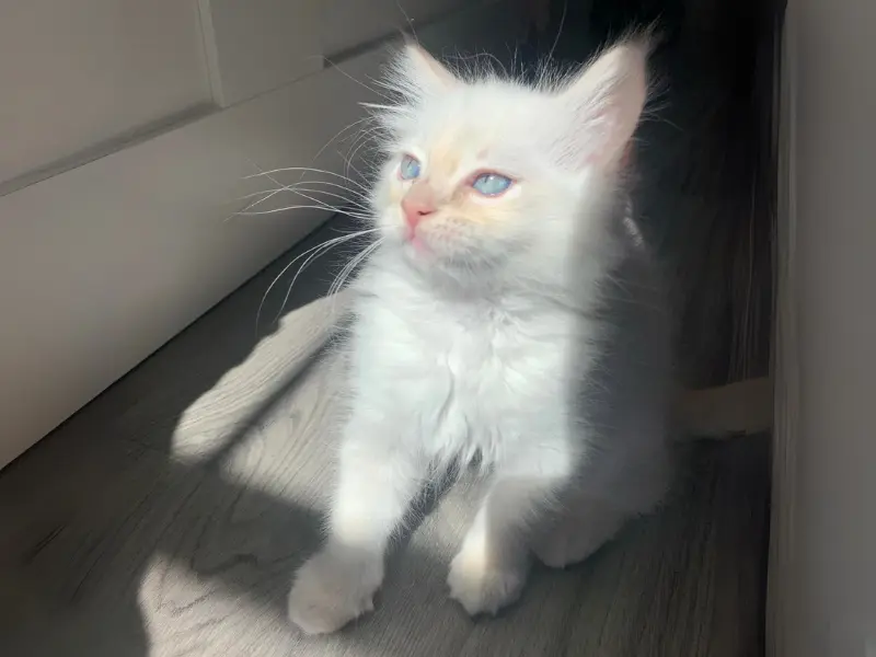 Cream Ragdoll Cat
