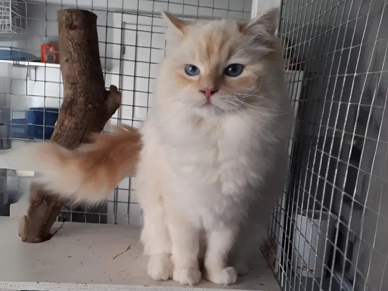 Cream Point Ragdoll Cat