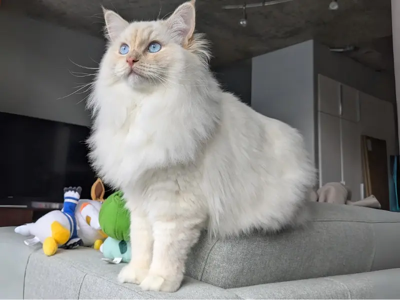 Cream Pointed Ragdoll