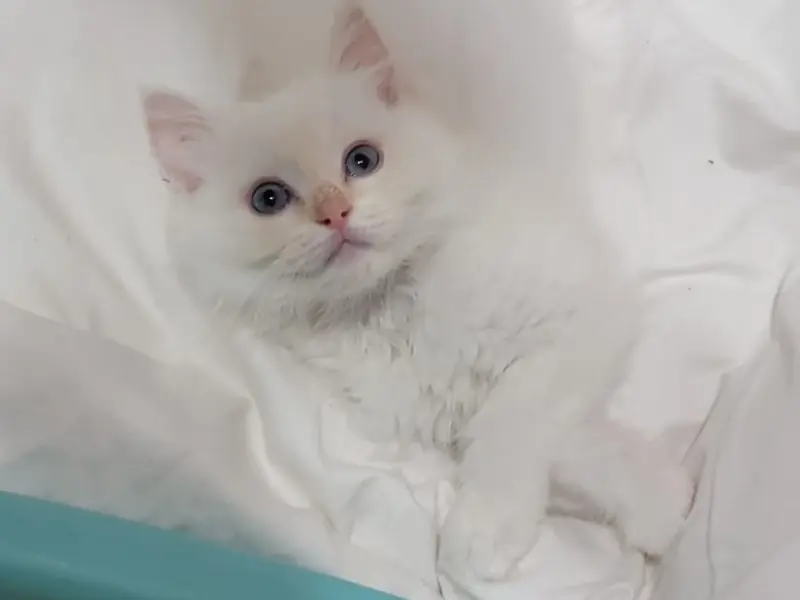 Process of Cream Ragdoll Adoption