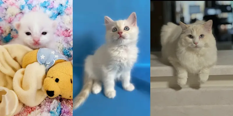 How cream ragdoll kitten changes color