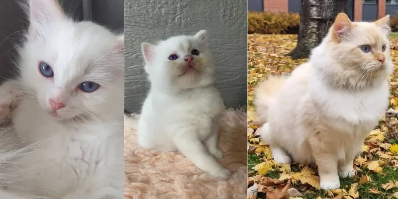 Color Changes in Cream Ragdoll