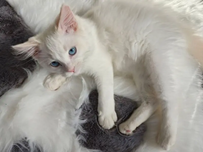 Cream Ragdoll Kitten Care tips