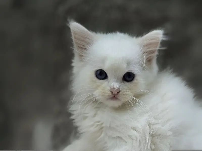 Cream Kitten