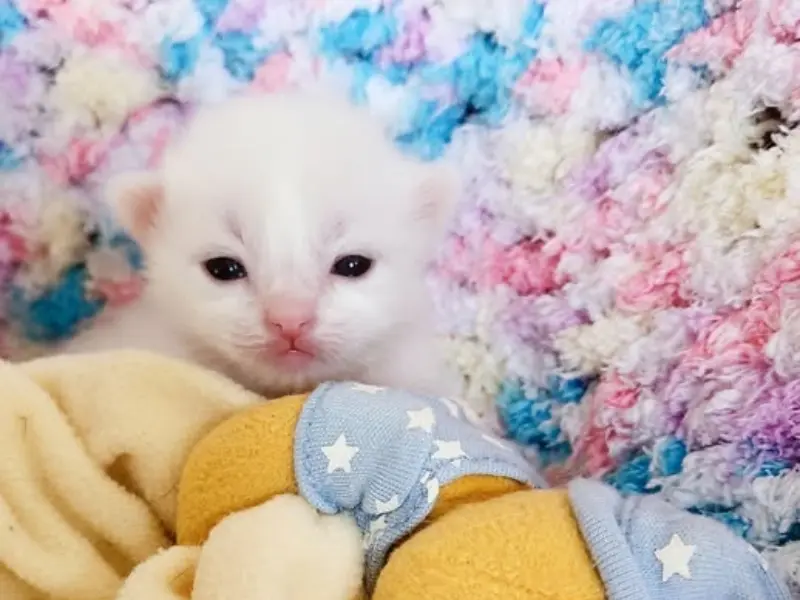 Color of cream ragdoll kitten on birth