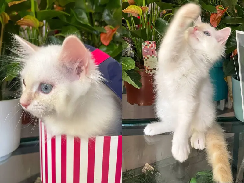 Color changes in cream ragdoll kitten