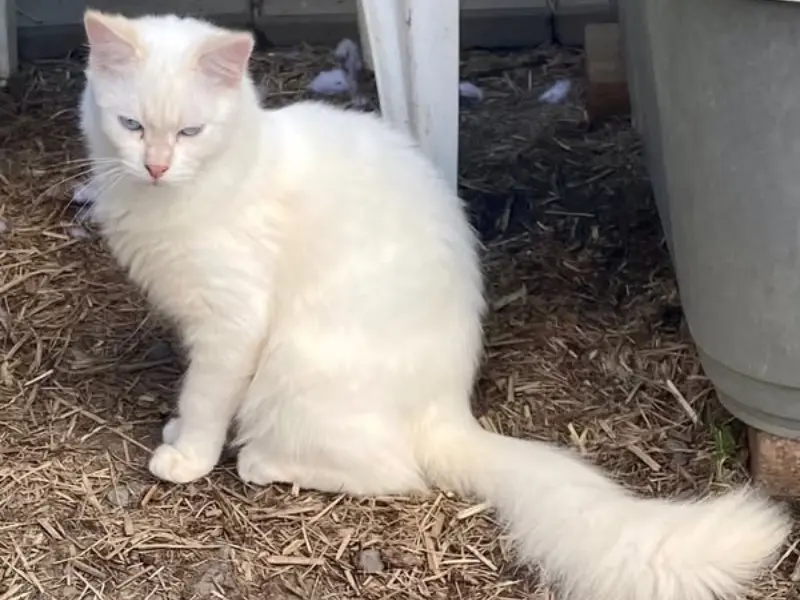 Cream Ragdoll Kitten For Sale Cream point ragdoll for sale