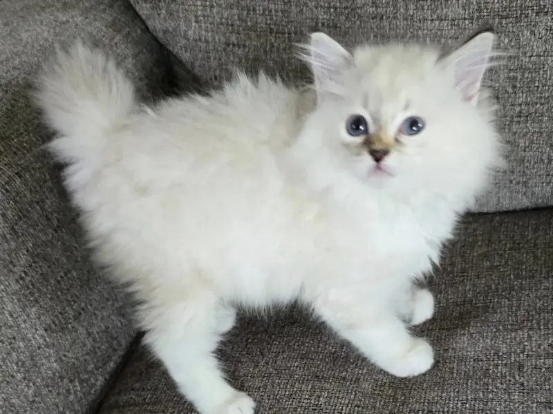Cream Ragdoll Kittens