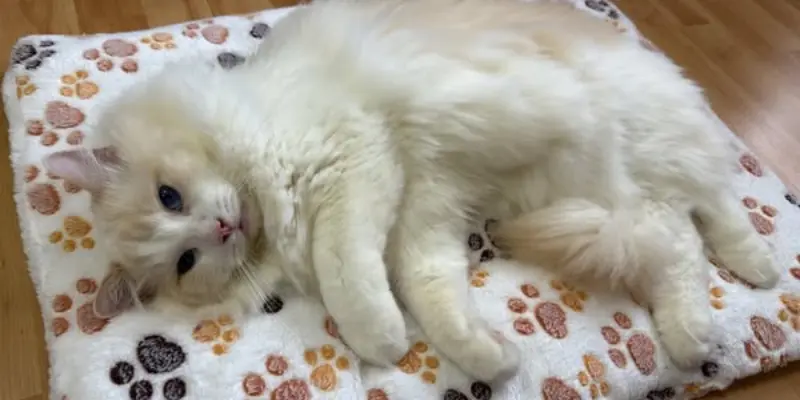 Cream Ragdoll Rare Cream ragdoll mix