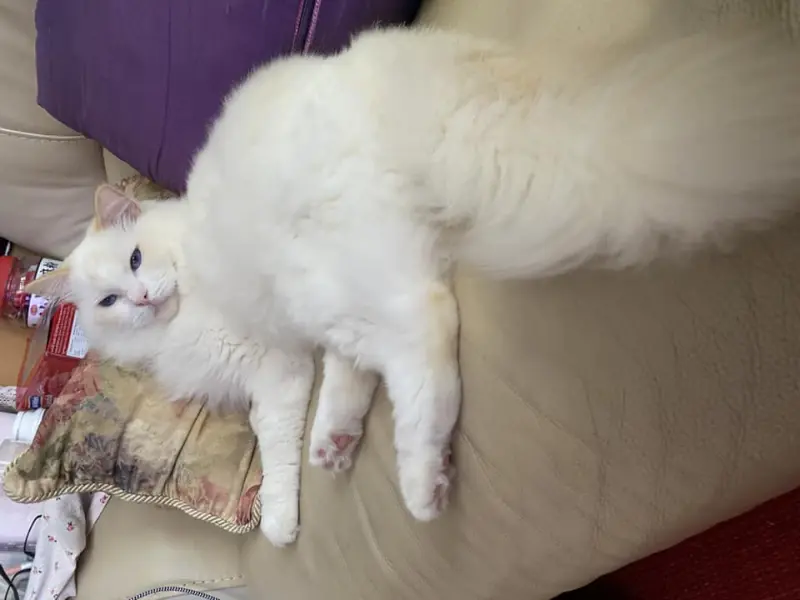 Cream Ragdoll Picture Picture of Cream Point Ragdoll Cat