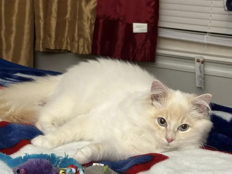 Cream ragdoll pattern variations