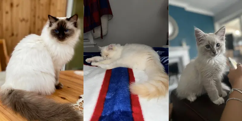 Cream vs Other Color Ragdolls