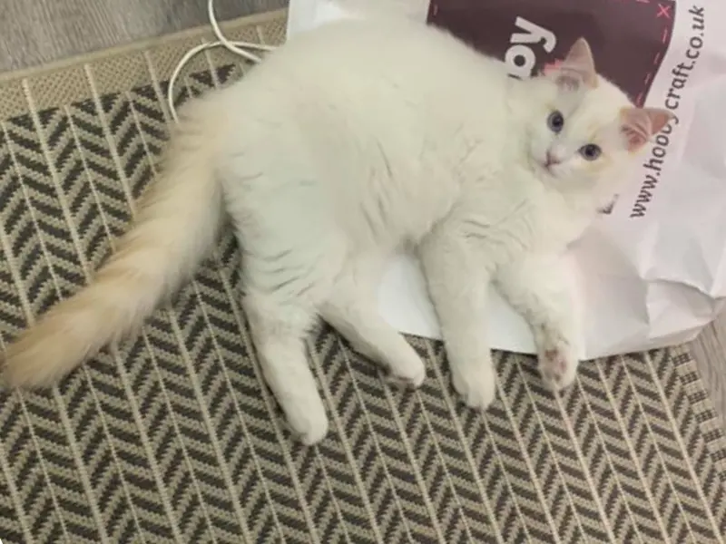 Cream Ragdoll Cats