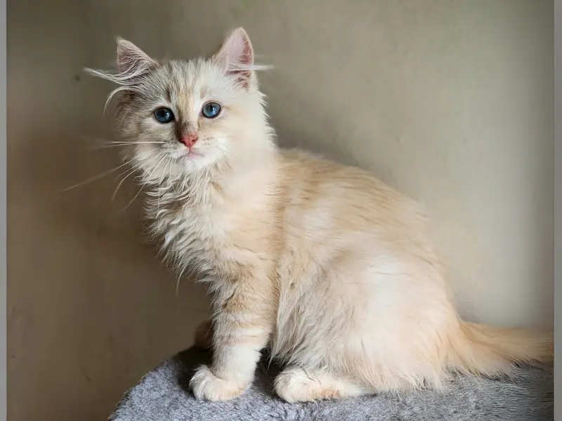 Cream Sepia Ragdoll Pattern