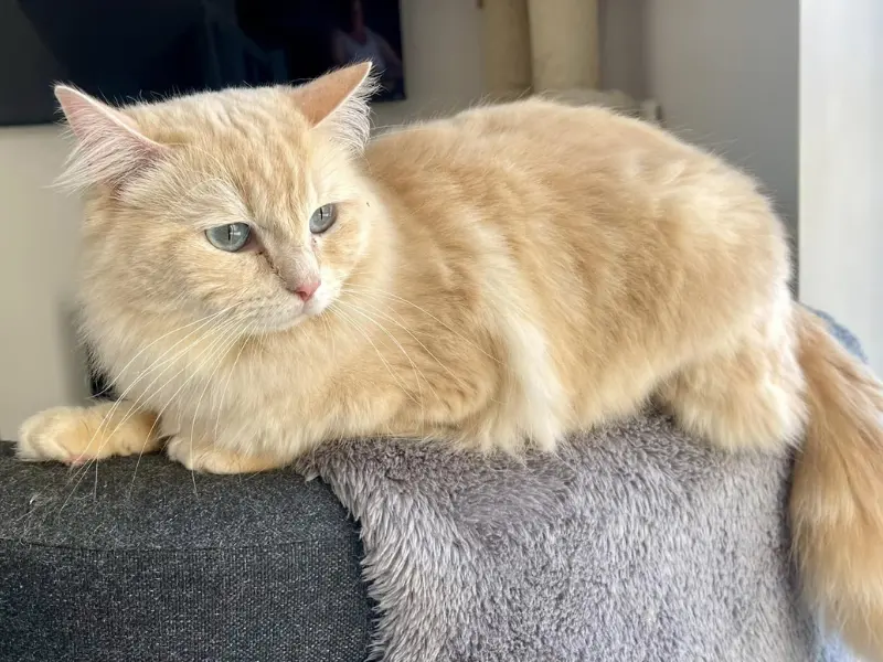 Cream ragdoll sepia