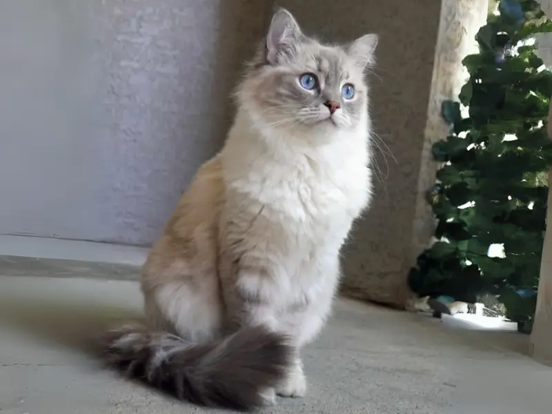 Cream Tortie Lynx Ragdoll Tortie cream lynx ragdoll