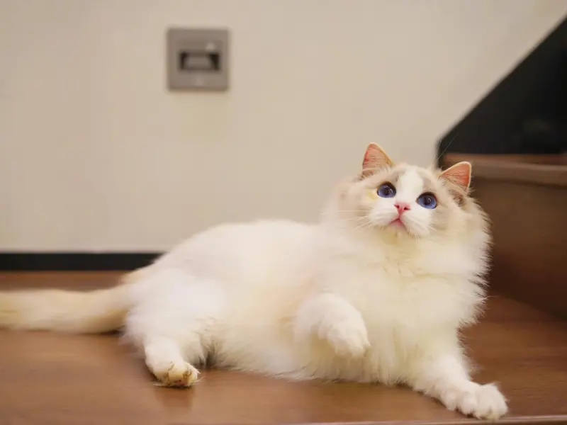 Cream tortie ragdolls