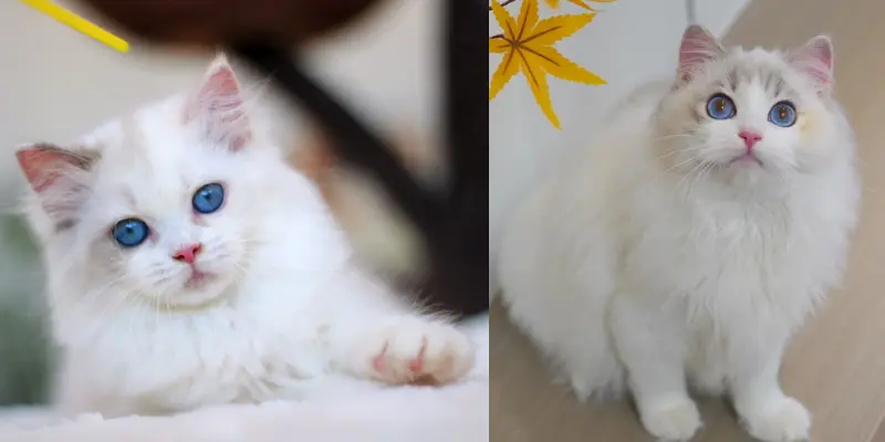 Color changes in cream tortie ragdoll