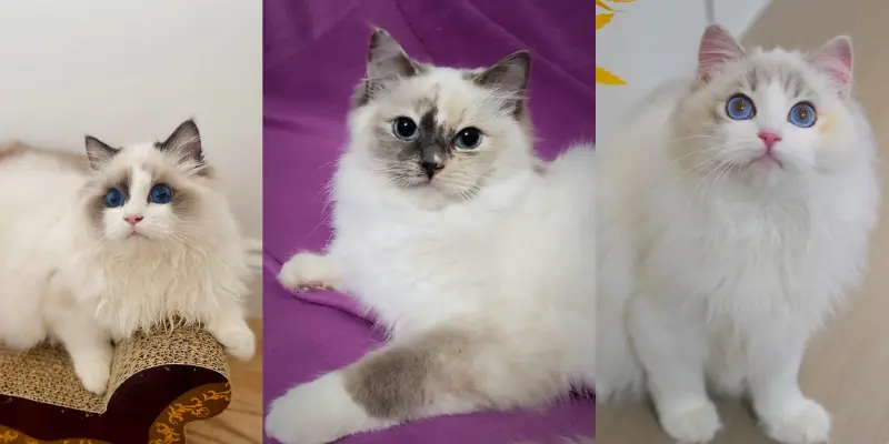 Cream vs ther breed tortie ragdolls