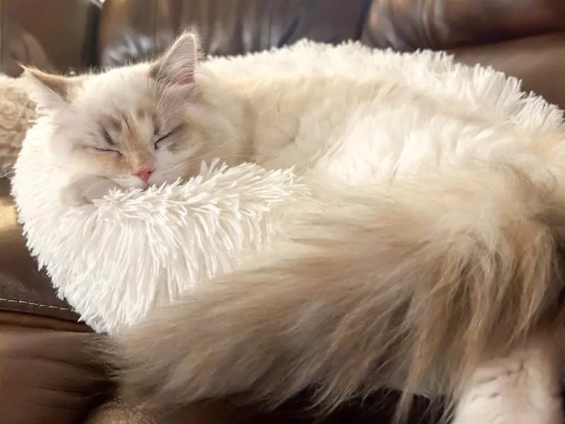 Cream ragdoll tortie