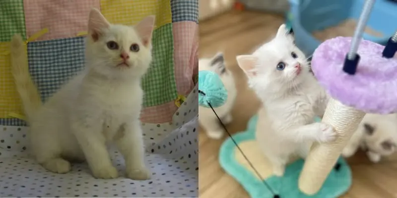 Cream Vs Flame Ragdoll Kittens Cream Ragdoll vs Flame Ragdoll kittens