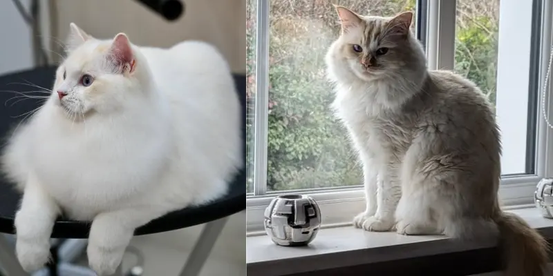 Cream Vs Flame Ragdoll Cream vs Flame Point Ragdoll