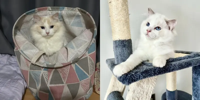Difference between Cream and Lilac ragdoll