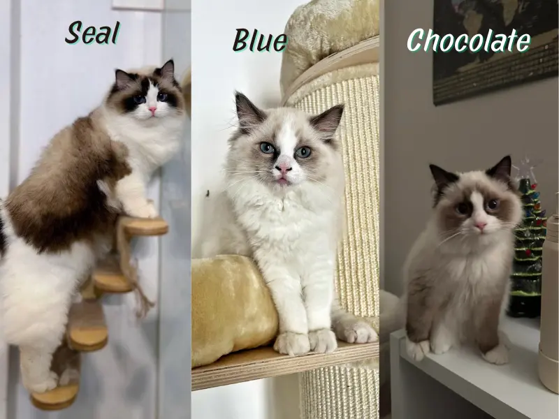 Bicolor ragdoll breeds